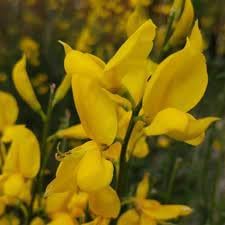 Flower Seeds, Seeds for Planting, Plant Seeds