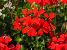 Flower Seeds, Seeds for Planting, Plant Seeds