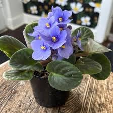 Flower Seeds, Seeds for Planting, Plant Seeds