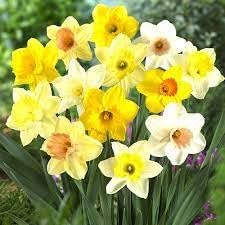 Flower Seeds, Seeds for Planting, Plant Seeds