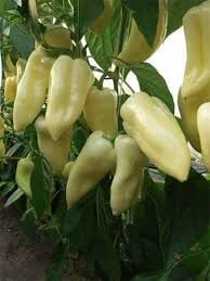 Hungarian Cecei Sweet Pepper Seeds for Planting