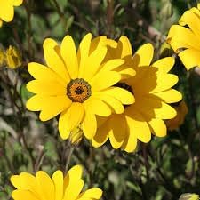 heirloom dimorphotheca flower seeds