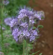 heirloom phacelia flower seeds