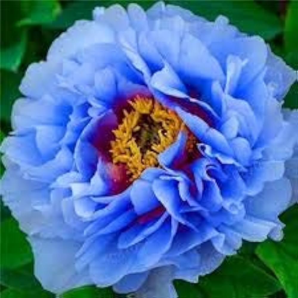 blue peony flower seeds