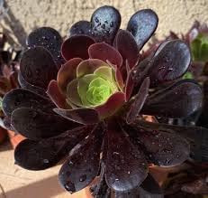 heirloom aeonium flower seeds