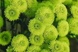 Flower Seeds, Seeds for Planting, Plant Seeds