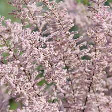 tamarix flower flower seeds