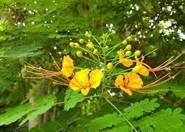 heirloom non flower seeds