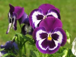 heirloom non flower seeds
