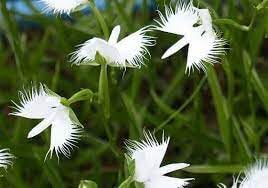 Flower Seeds, Seeds for Planting, Plant Seeds