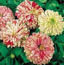 Flower Seeds, Seeds for Planting, Plant Seeds