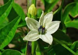 jalapeno heirloom flower seeds