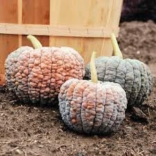 Heirloom Futsu Squash Vegetable Seeds for Planting