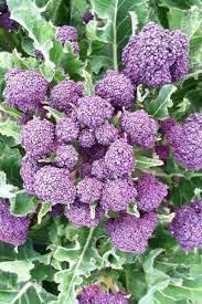 Early Purple Broccoli Seeds for Planting – Heirloom, Non-GMO Vegetable Seeds for Organic Home Gardens