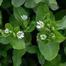 chickweed flower flower seeds