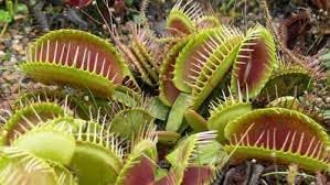 Flower Seeds, Seeds for Planting, Plant Seeds