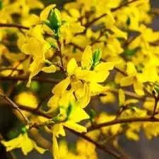 forsythia flower flower seeds