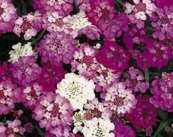 heirloom candytuft flower seeds