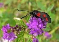 grandiflora rubra flower seeds