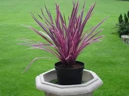 cordyline plant flower seeds