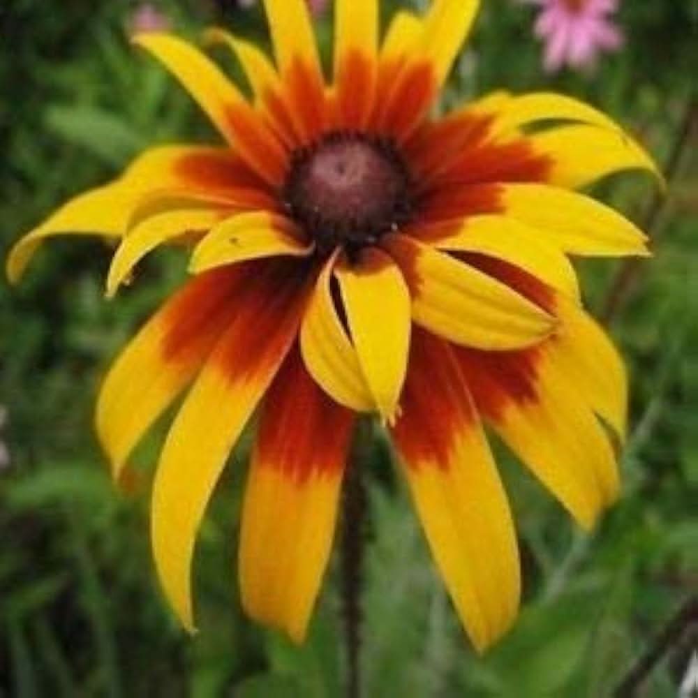 gloriosa daisy flower seeds