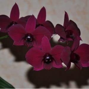 Flower Seeds, Seeds for Planting, Plant Seeds