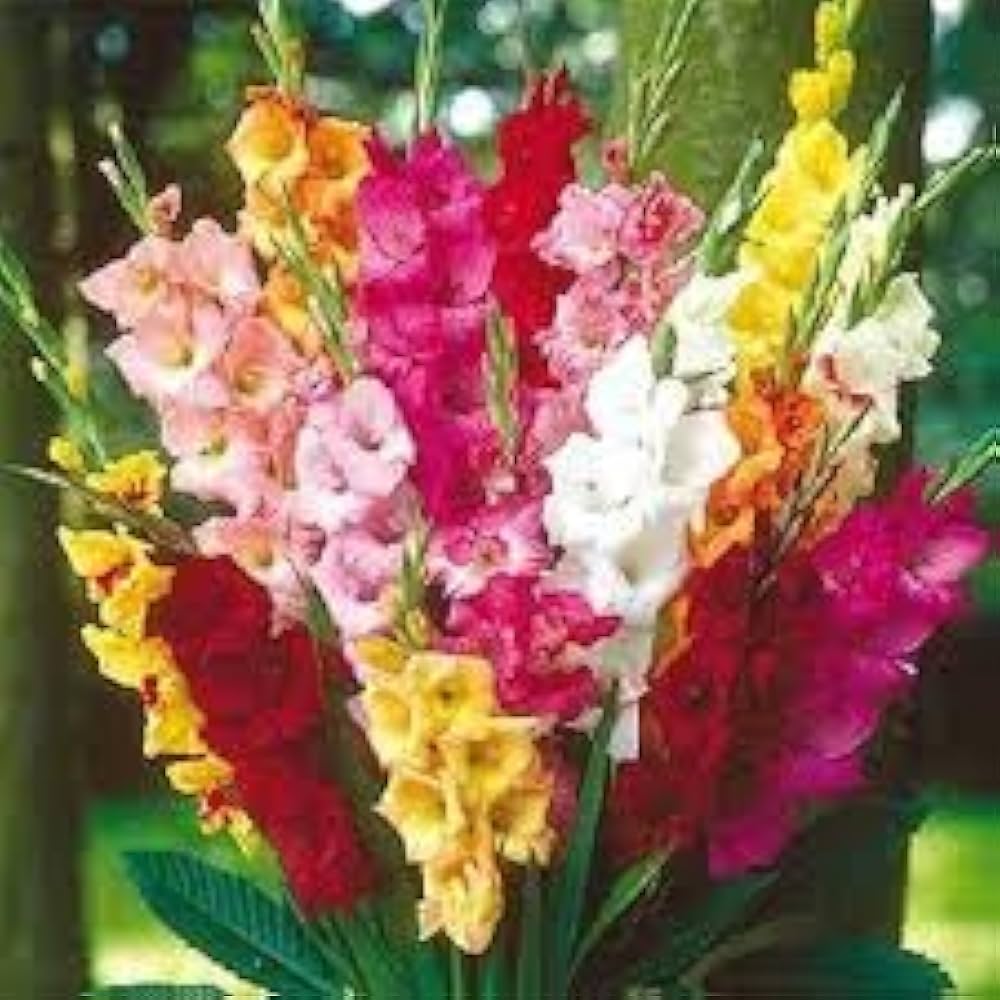 gladiolus iris flower seeds