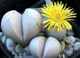 Flower Seeds, Seeds for Planting, Plant Seeds