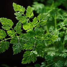 French Chervil Seeds for Planting – Heirloom, Non-GMO Culinary Herb (Anthriscus cerefolium)