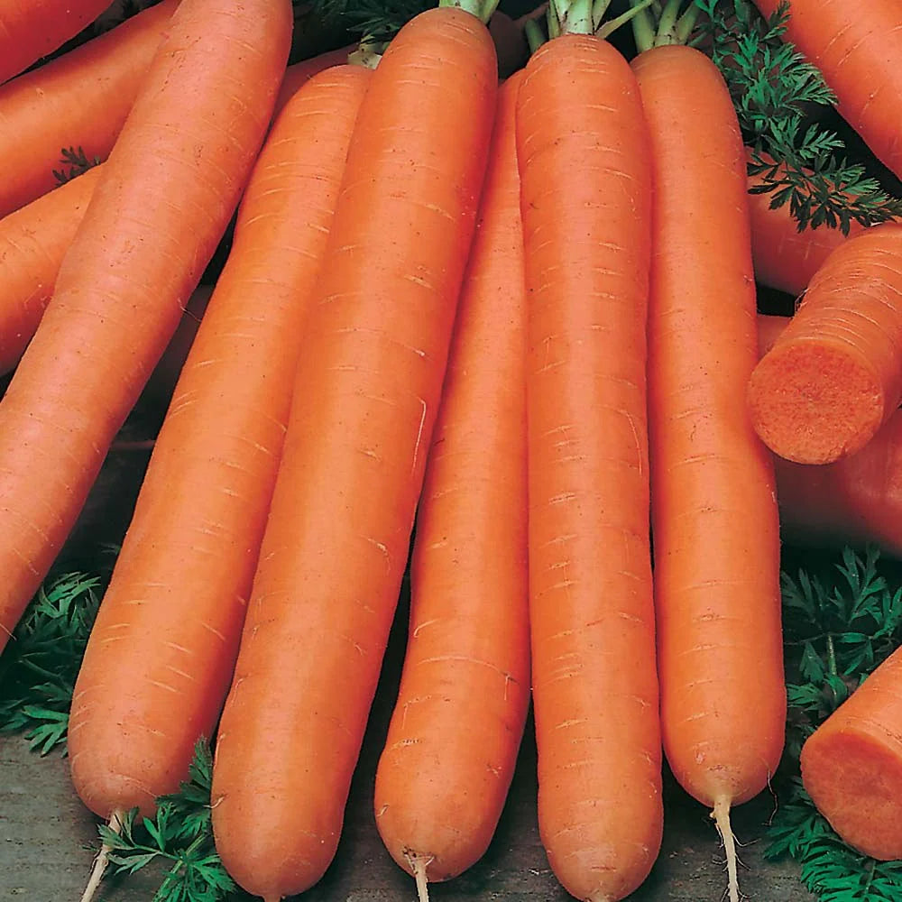 Nantes Carrot Seeds for Planting – Heirloom, Non-GMO Vegetable Seeds for Home Garden and Organic Farming