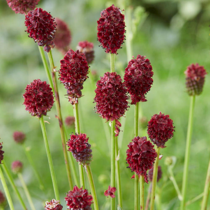 Sanguisorba Officinalis Flower Seeds – Heirloom, Non-GMO, High Germination Unique Organic Garden Seeds for Planting