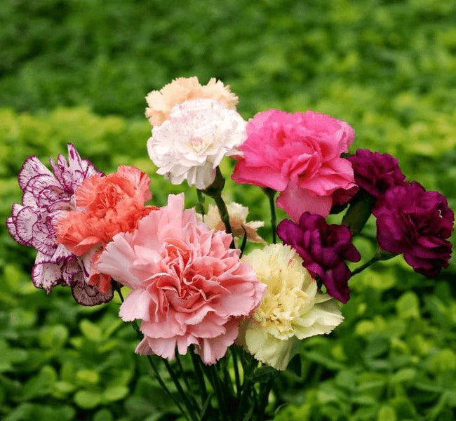 carnation dianthus flower seeds