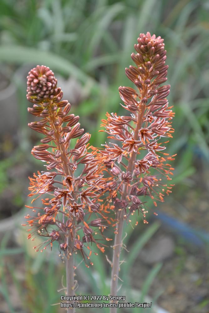 eremurus flower flower seeds