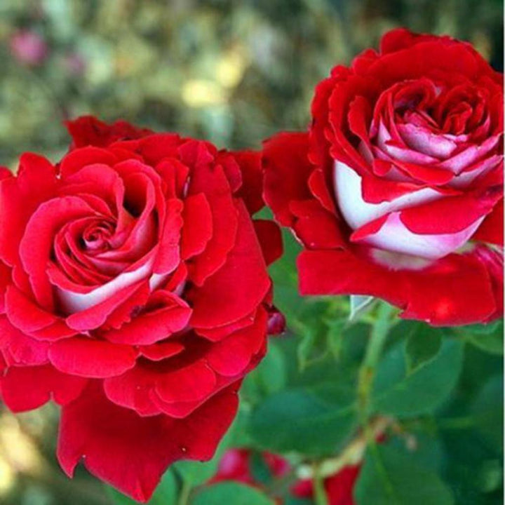 Rose Flower Seeds for Planting - Pink & White 100 pcs