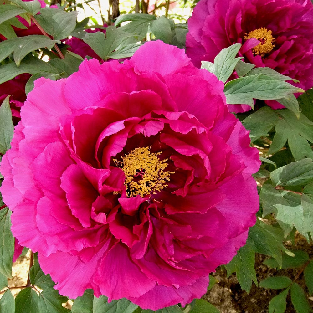 paeonia flower flower seeds