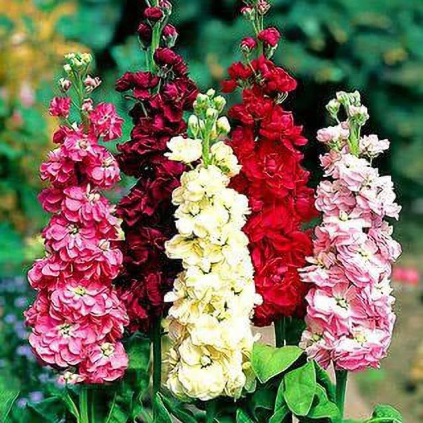 Matthiola Incana Multi-Colour Flower Seeds for Planting - 100 pcs