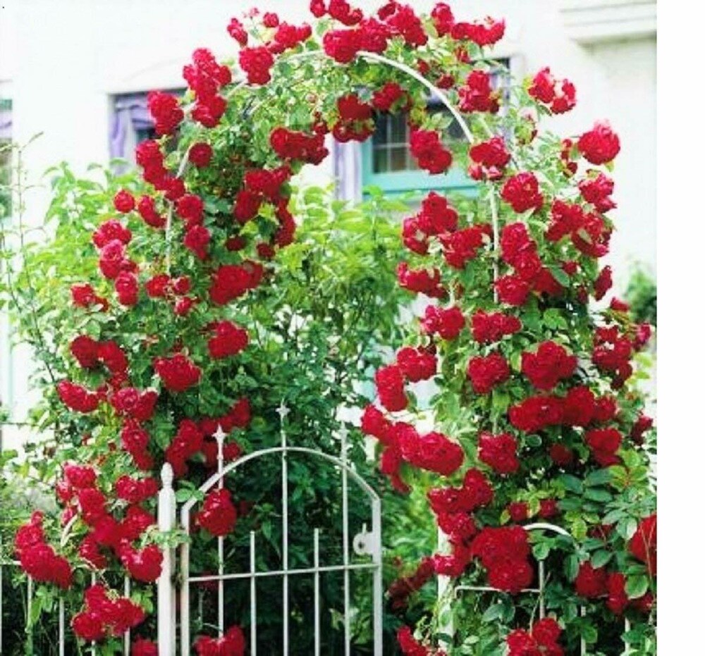 Dark Red Climbing Rose Flower Seeds for Planting - 100 pcs