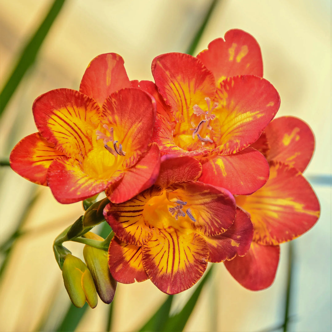 Gulorange freesiaer blomsterfrø til plantning - 100 stk