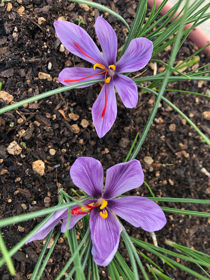 Deep Purple Crocus Flower Seeds for Planting – Heirloom, Non-GMO, High Germination Organic Garden Seeds