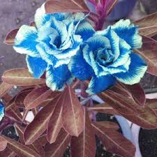 blue heirloom flower seeds