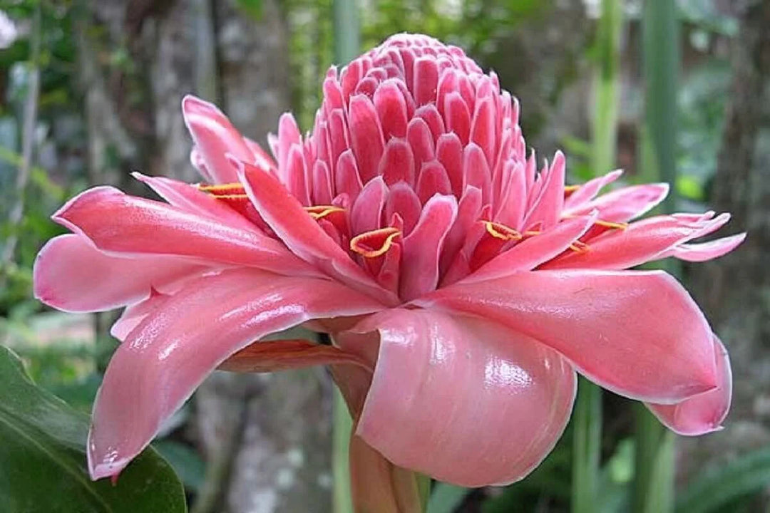 Pink Torch Ginger Flower Seeds for Planting - 100 pcs