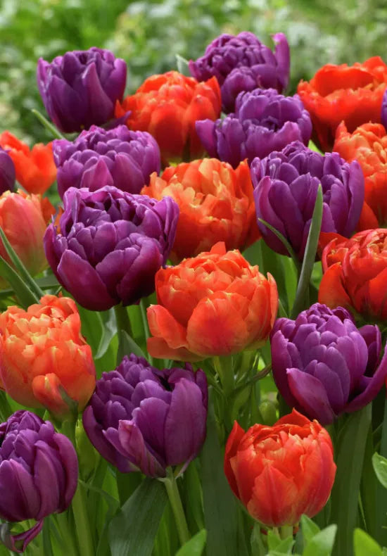 Orange Purple Tulip Flower Seeds - 100 pcs