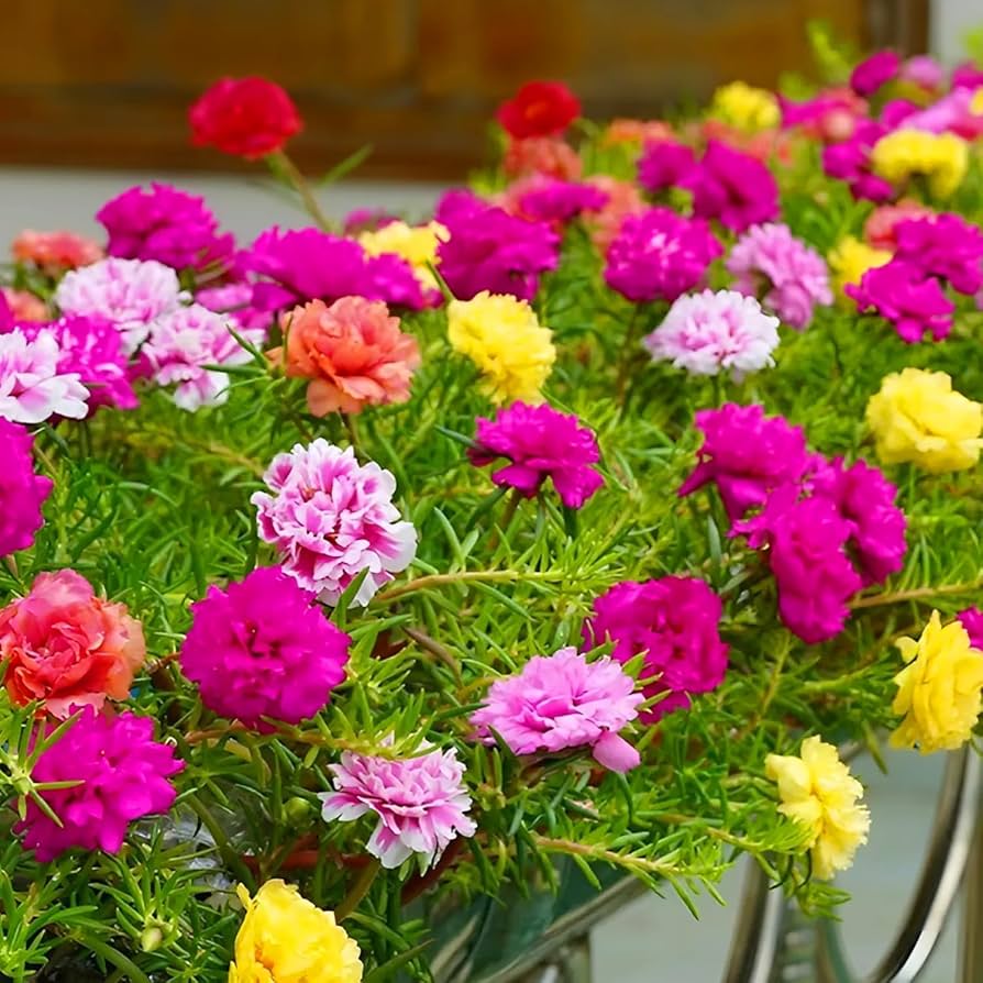 mini heirloom flower seeds