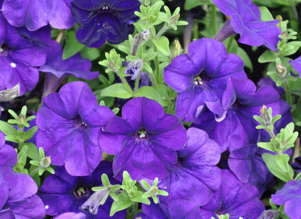 Hængende Petunia Blomsterfrø til udplantning - Blå 100 stk