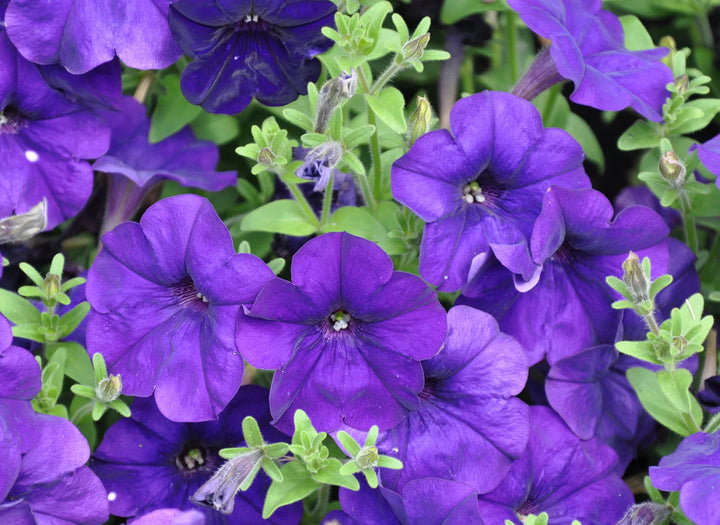 Hanging Petunia Flower Seeds for Planting - Blue 100 pcs