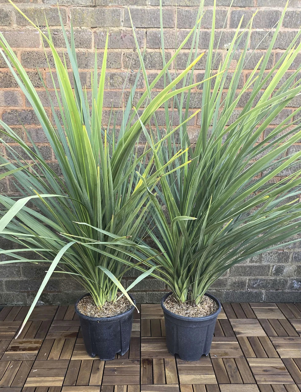 dracaena indivisa outdoors Heirloom Non-GMO Dracaena Spike Annual Flower Seeds for Planting – Org – Neeraseeds