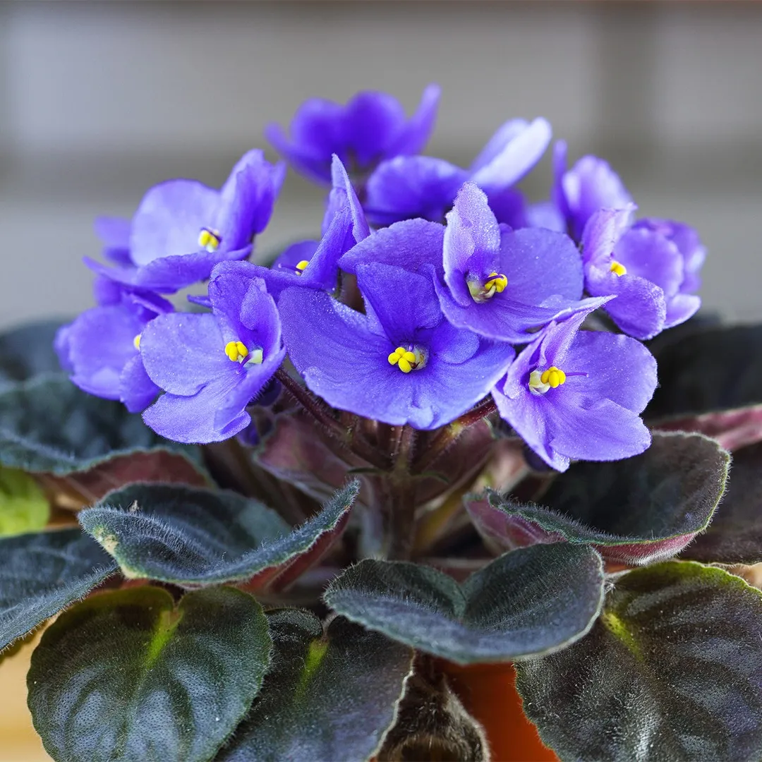 blue saintpaulia flower seeds