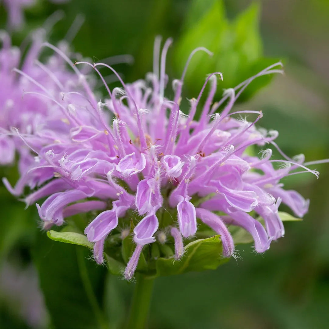 Violet Bergamot Blomsterfrø til udplantning - 100 stk