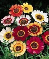 rainbow chrysanthemum flower seeds