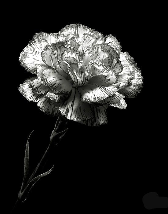 Organic Gray Carnation Flower Seeds for Planting – Heirloom, Non-GMO